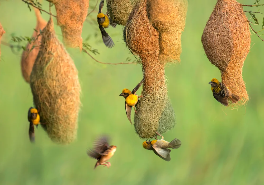 Brauenweber (Ploceus superciliosus)