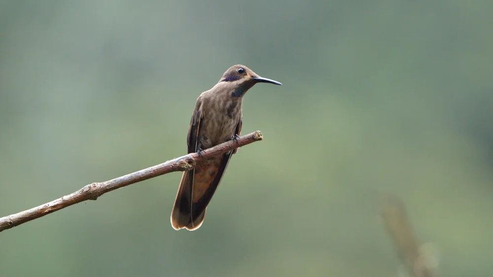 Braunbauch-Bergnymphe (Colibri delphinae)
