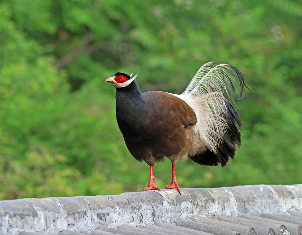 Braunbauch-Schneehuhn (Crossoptilon mantchuricum)