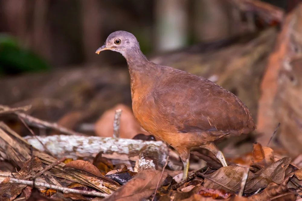 Braunbauch-Zwergtinamu (Crypturellus obsoletus)