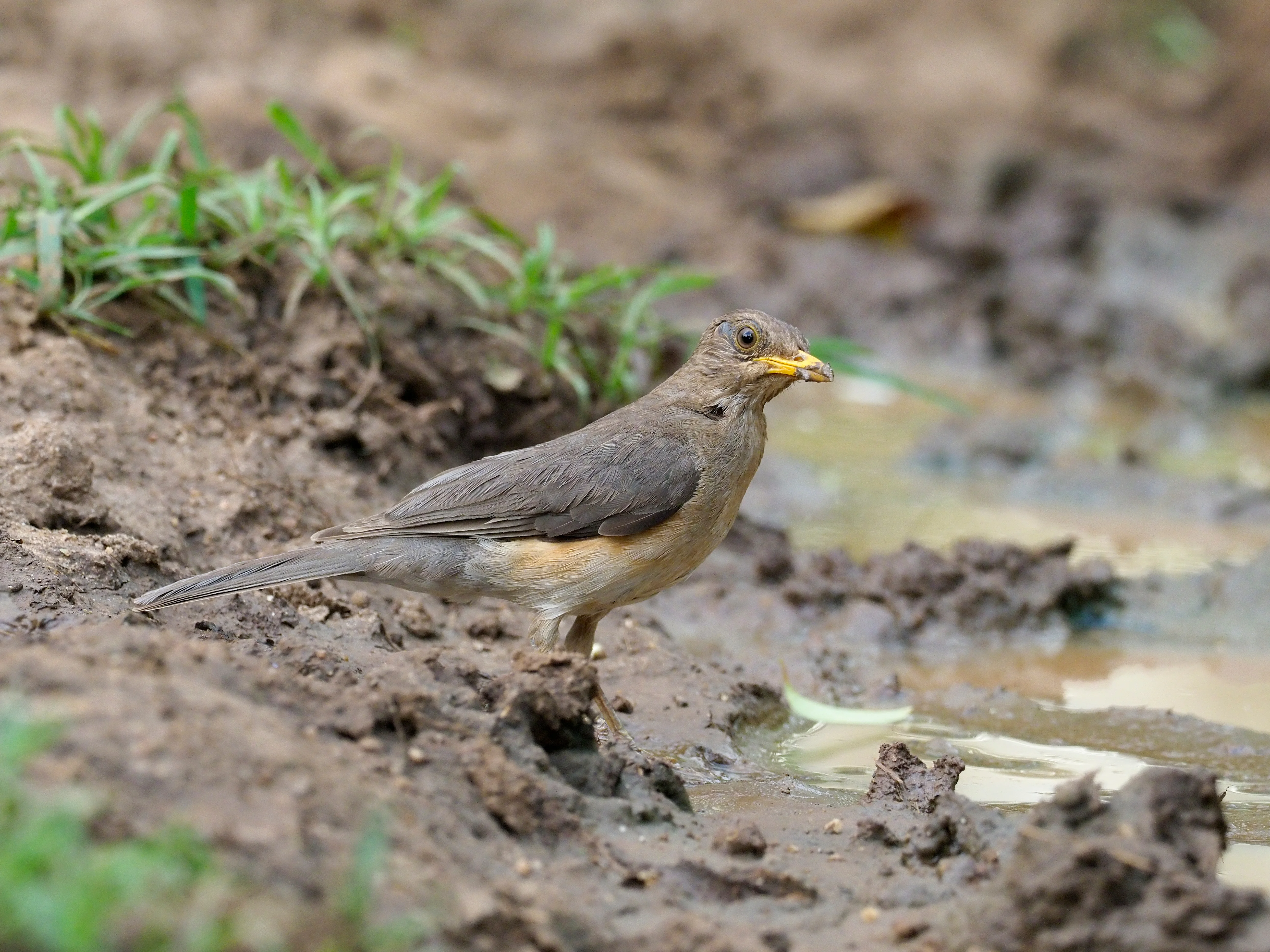 Braunbrust-Drossel (Turdus hilomelos)