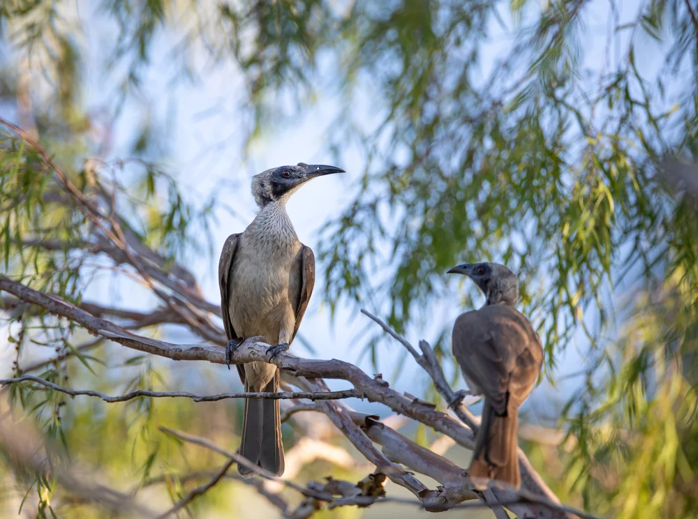 Braunbrust-Lärmbrähe (Philemon eichhorni)