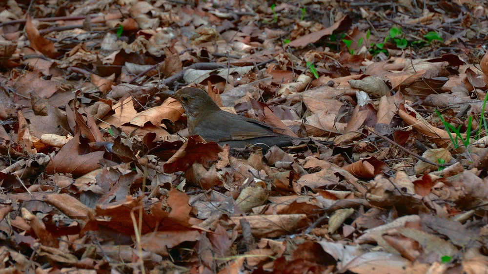 Braunbrust-Mesitornis (Mesitornis unicolor)