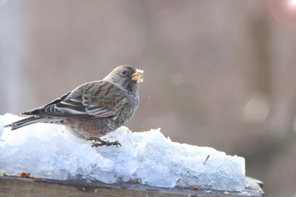 Braunbrust-Schneegimpel (Leucosticte arctoa)