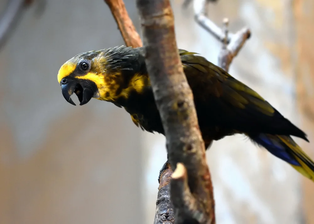 Braunbrustlori (Chalcopsitta duivenbodei)