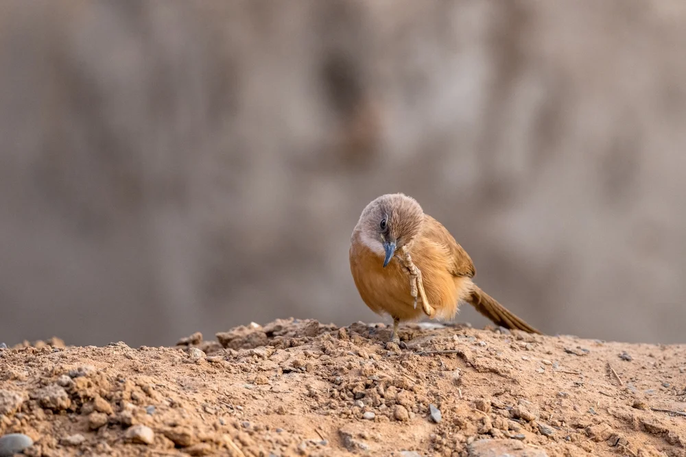 Braunbülbül (Argya fulva)