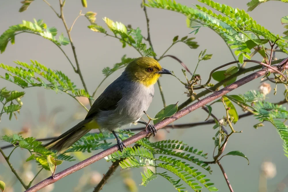 Braunbürzel-Dickschnabeldrossel (Pycnonotus xantholaemus)