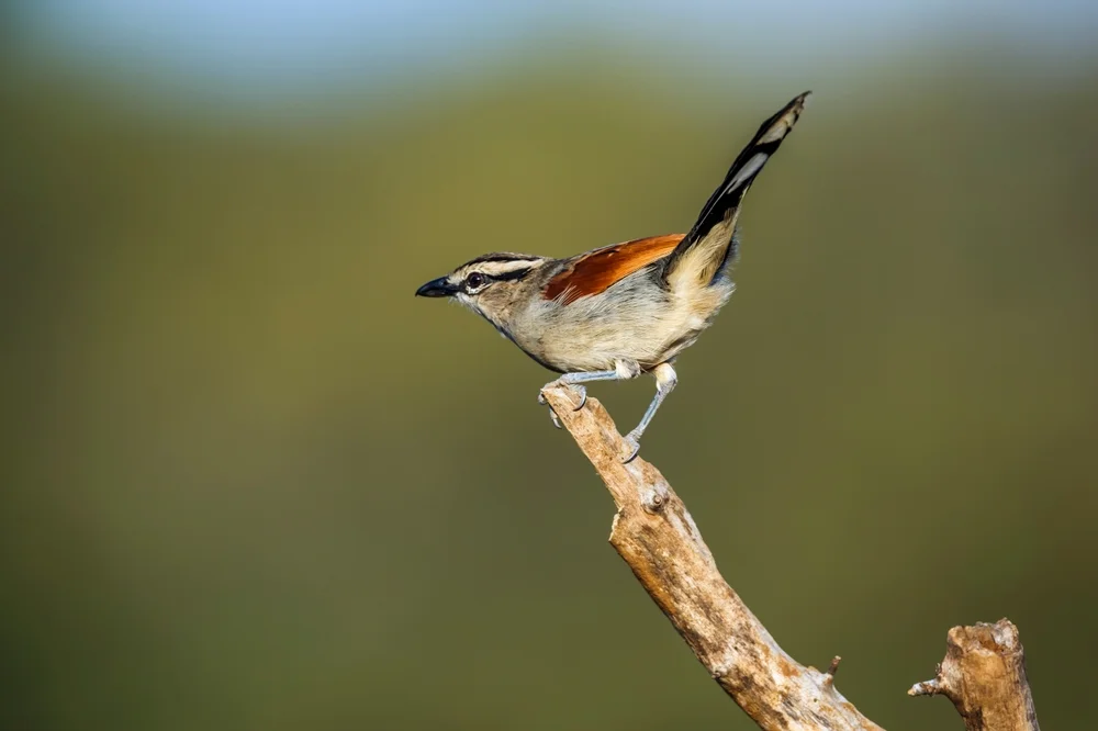 Braunbürzel-Tschagra (Tchagra australis)