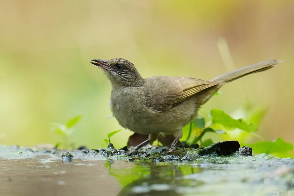 Braune Dickschnabeldrossel (Pycnonotus blanfordi)