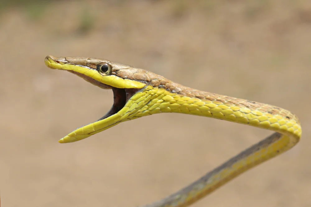 Braune Peitschennatter (Oxybelis aeneus)