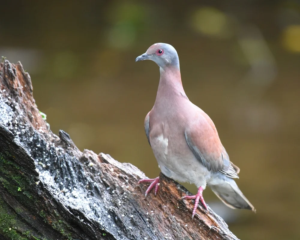 Braune Turteltaube (Patagioenas cayennensis)