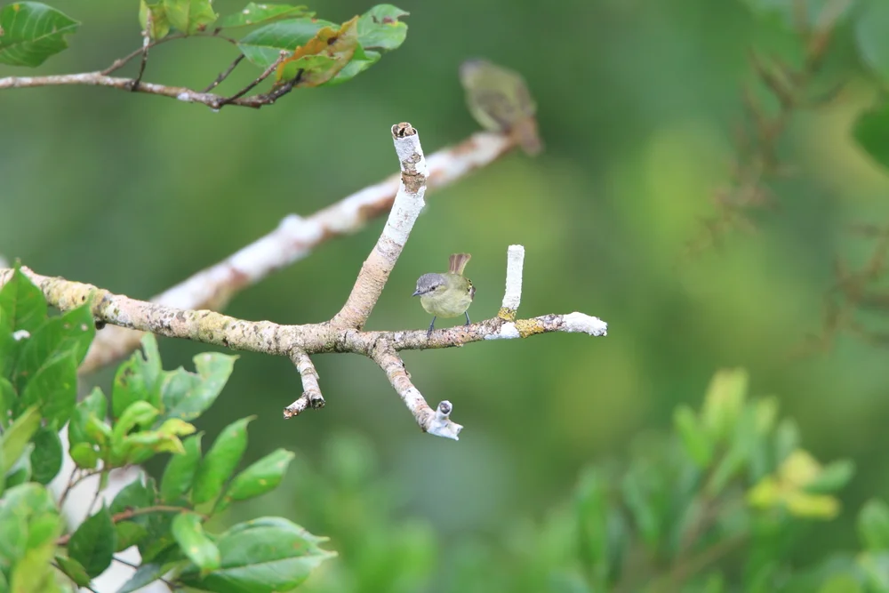 Brauner Brillenvogel (Zimmerius improbus)