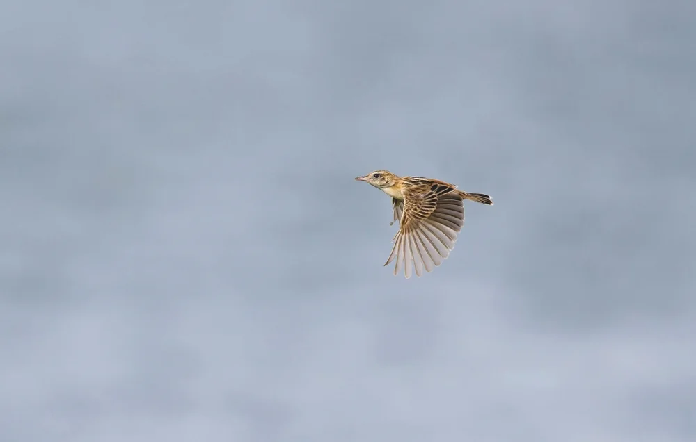 Brauner Cistensänger (Cisticola brunnescens)