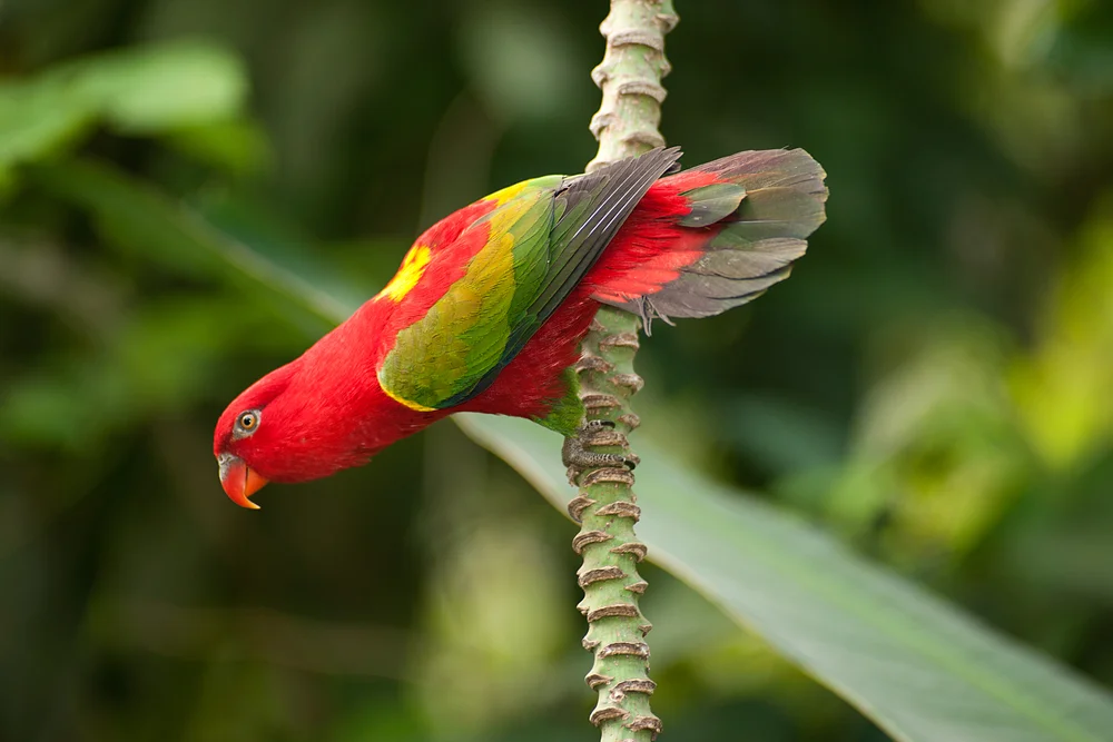 Brauner Lori (Lorius garrulus)