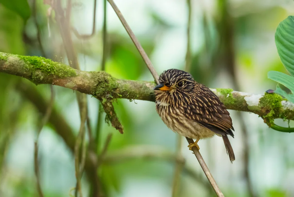 Brauner Sägetyrann (Malacoptila fusca)