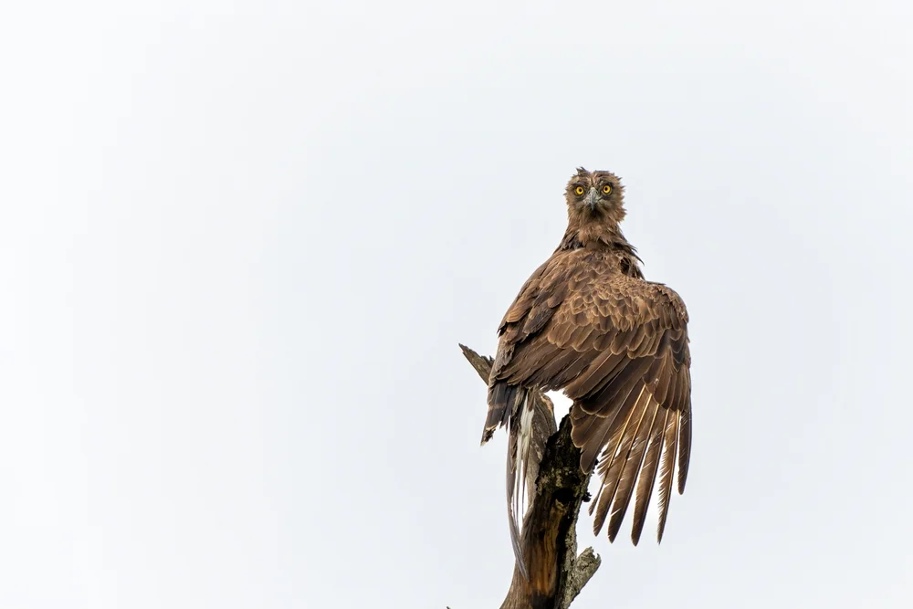 Brauner Schlangenadler (Circaetus cinereus)