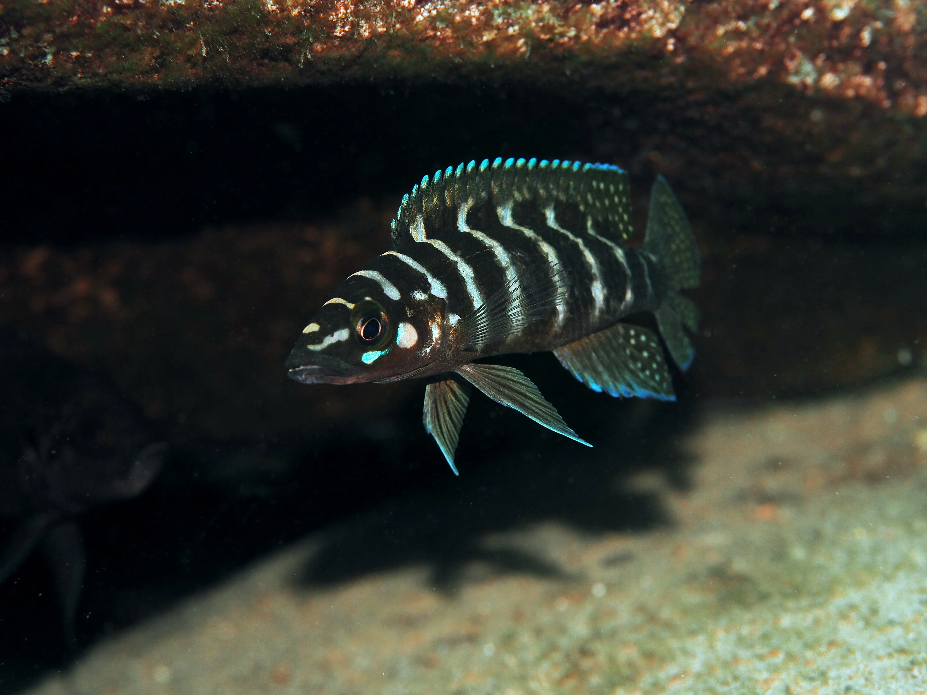 Brauner Trompetervogel (Bycanistes cylindricus)