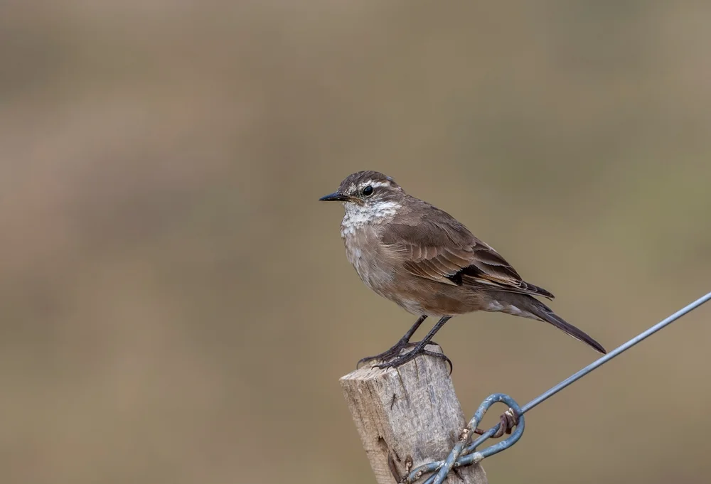 Brauner Uferwipper (Cinclodes fuscus)