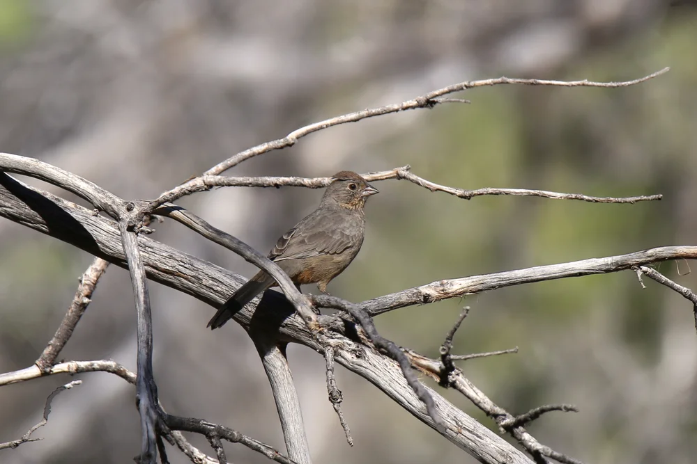 Brauner Waldsänger (Melozone fusca)