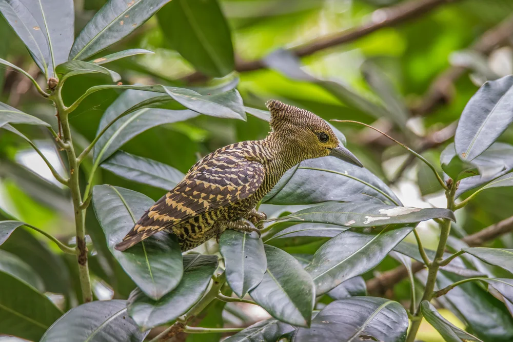 Brauner Zwergspint (Meiglyptes tristis)