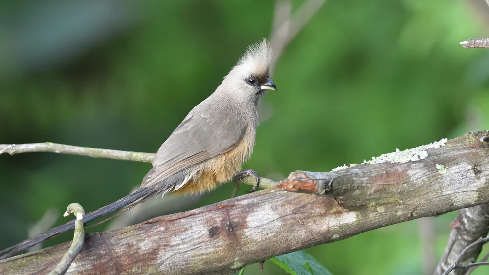 Braunflügel-Mausvogel