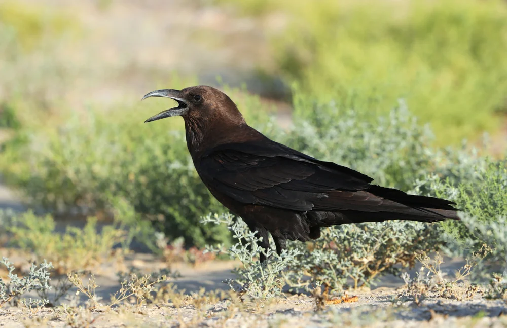 Braunhals Krähe (Corvus ruficollis)