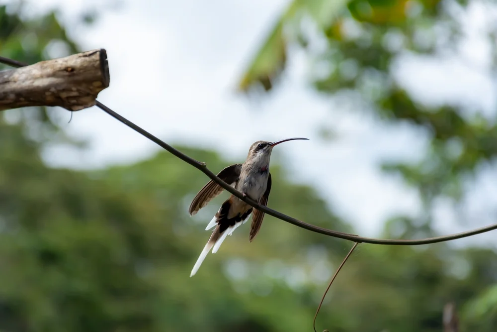 Braunkehl-Schattenkolibri (Phaethornis anthophilus)