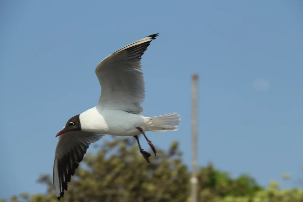 Braunköpfige Möwe (Chroicocephalus brunnicephalus)
