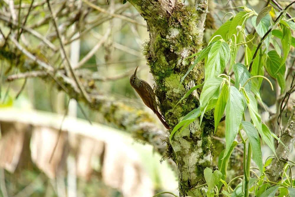 Braunköpfige Schopfyuhina (Xiphorhynchus spixii)