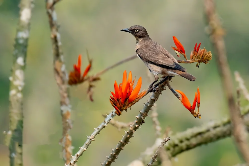 Braunköpfiger Stare (Aplonis brunneicapillus)