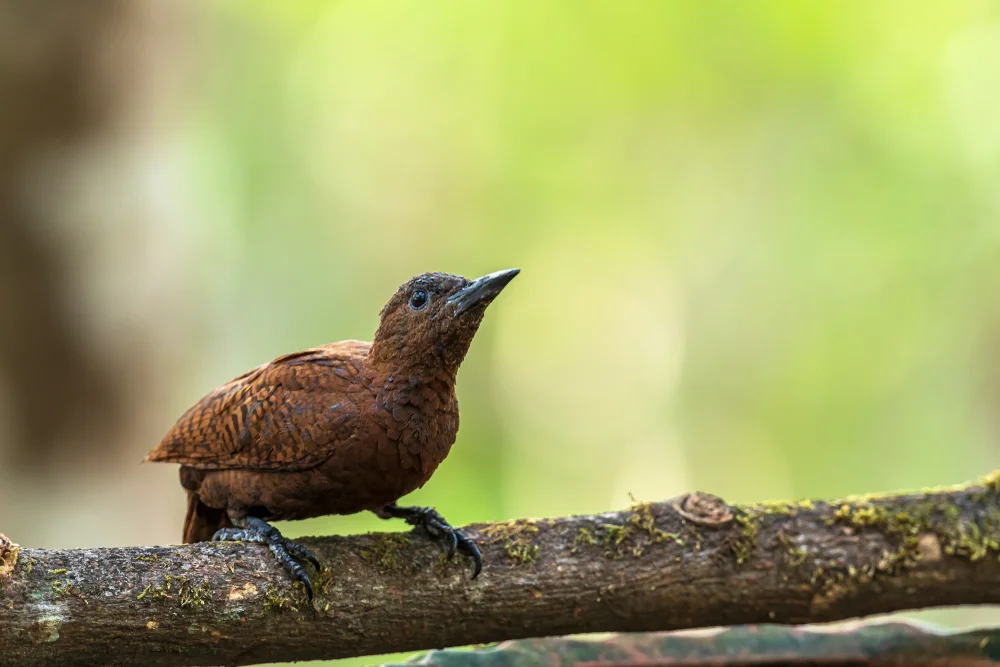 Braunkopf-Ameisenschlüpfer (Thripophega fusciceps)