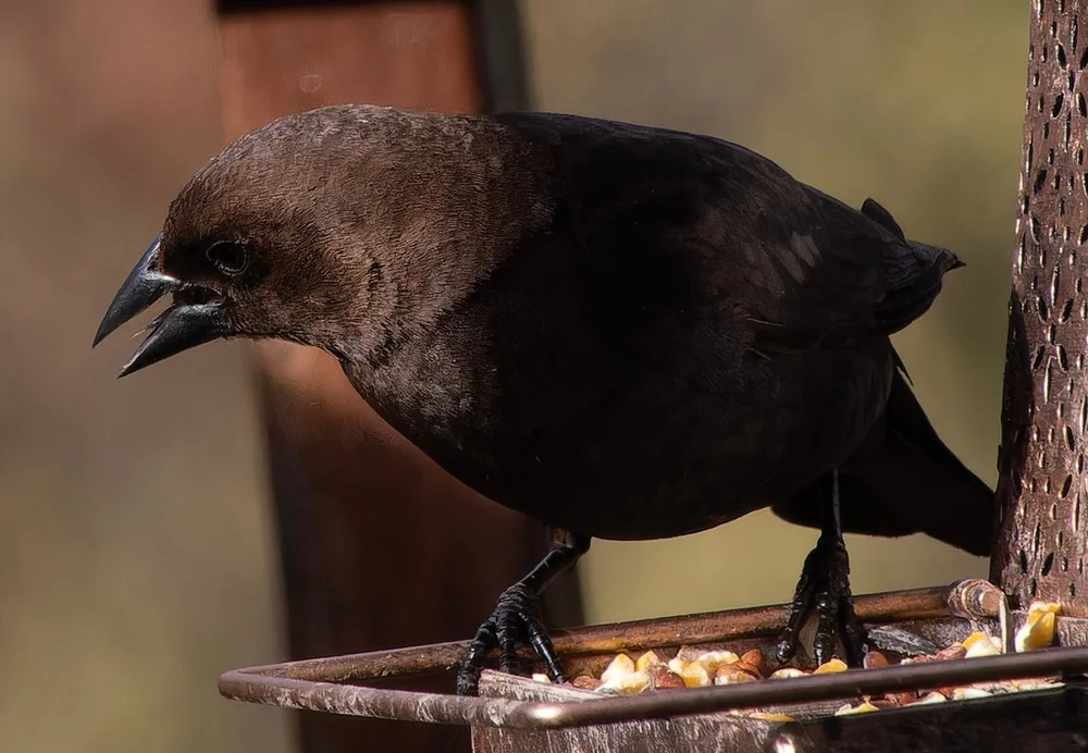 Braunkopf Krähe (Corvus fuscicapillus)