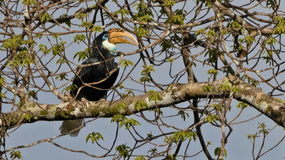 Braunnacken-Nashornvogel (Rhynceros plicatus)