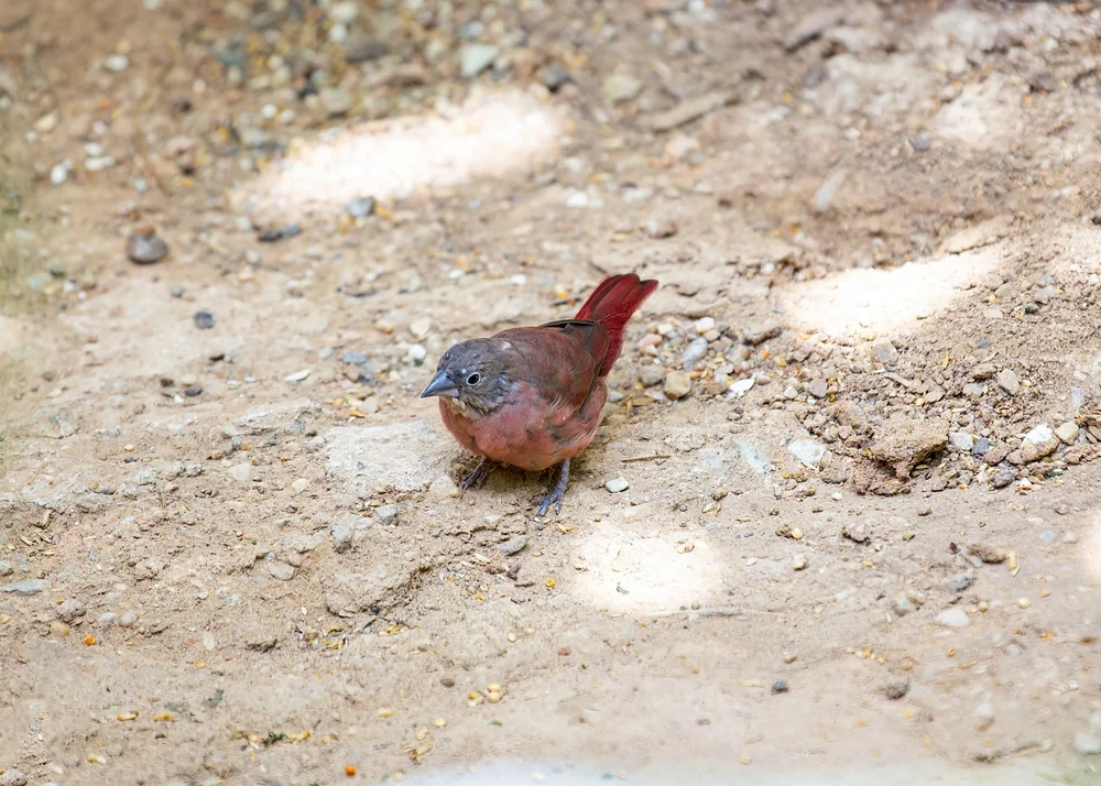 Braunrücken-Amarant (Lagonosticta umbrinodorsalis)
