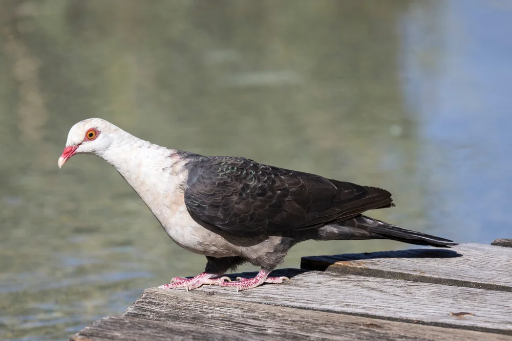 Braunrücken-Felsentaube (Columba leucomela)