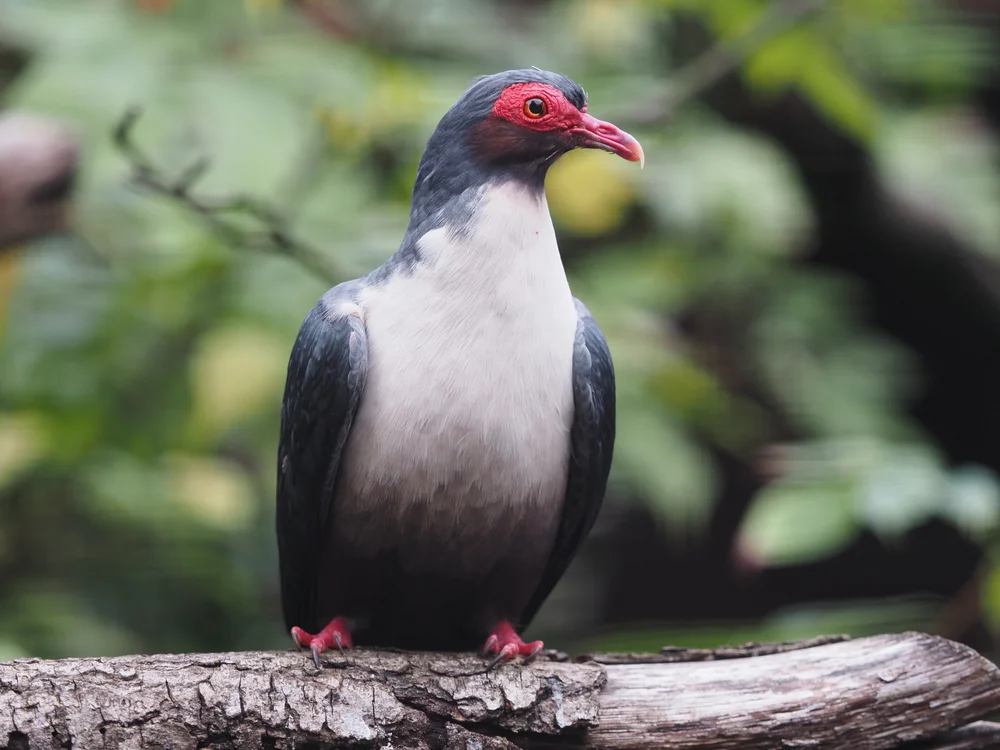 Brauns Flaumfußtaube (Gymnophaps albertisii)