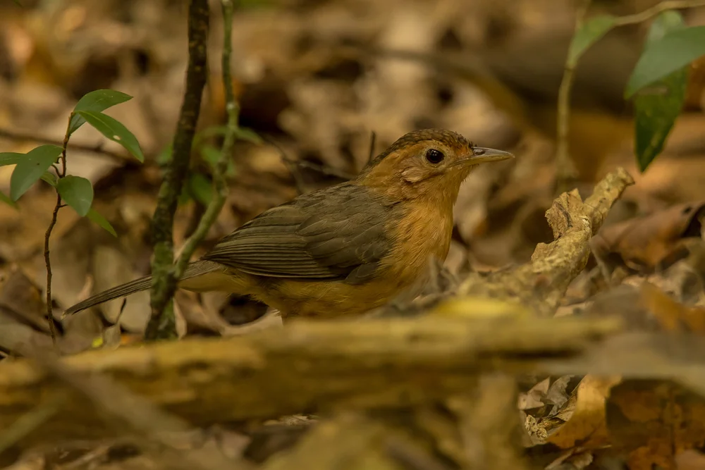 Braunscheitel-Augenbrauenbabbler (Pellorneum fuscocapillus)