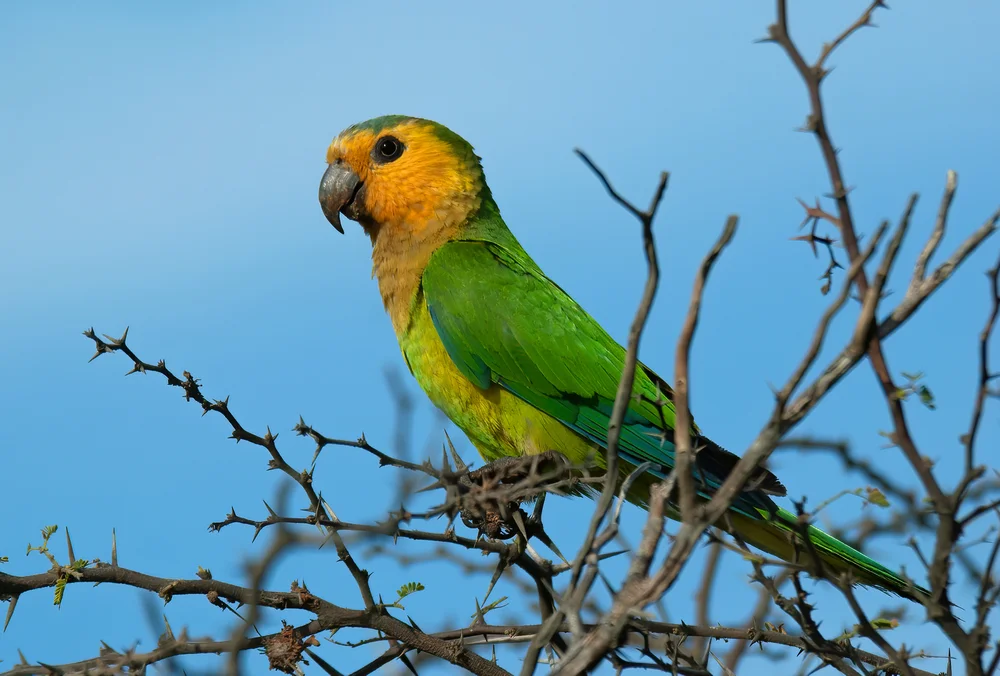 Braunschultersittich (Eupsittula pertinax)