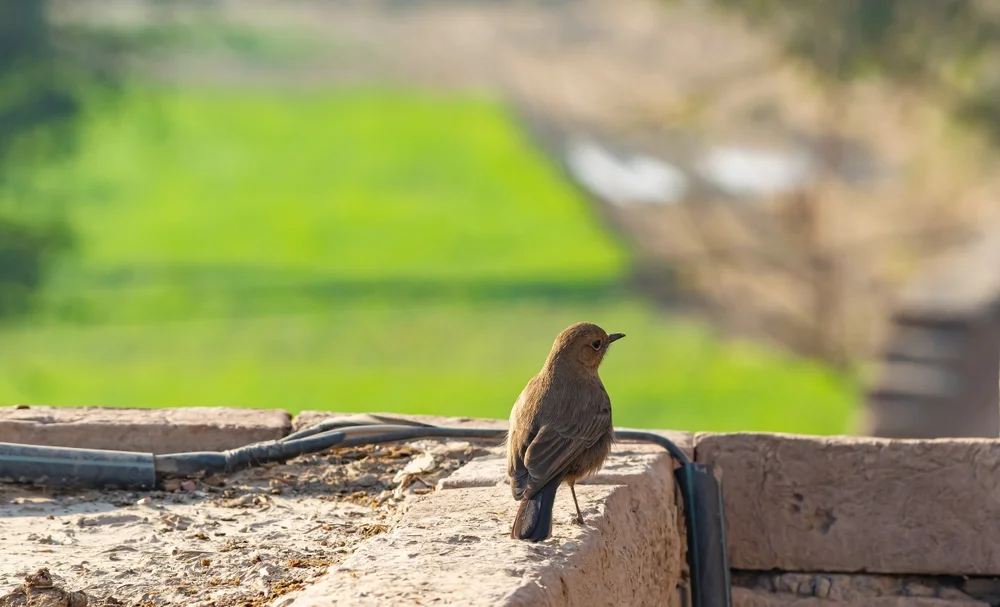 Braunsteinschmätzer (Cercomela fusca)