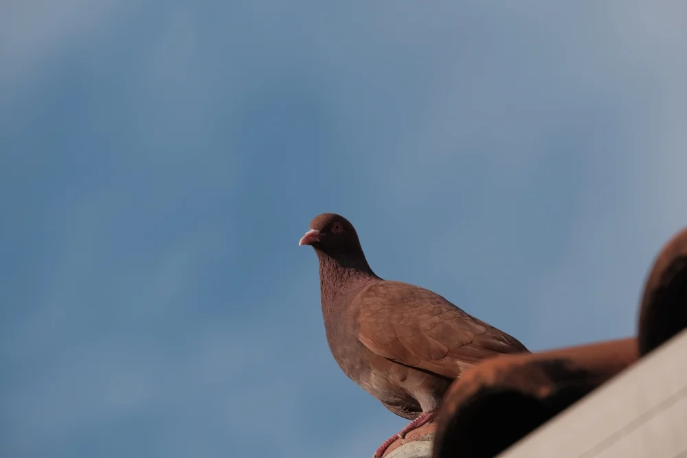 Brauntüpfeltaube (Columba junoniae)