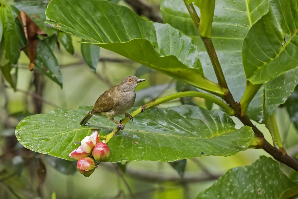 Braunwangen-Dickschnabeldrossel (Pycnonotus cyaniventris)