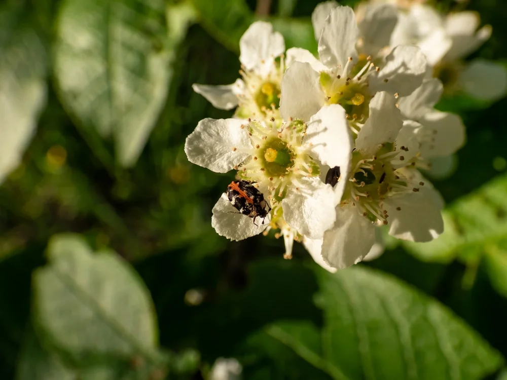 Braunwurz-Blütenkäfer
