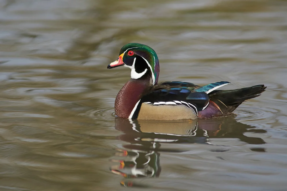 Wood,Duck,(aix,Sponsa),Showing,Ornate,And,Colourful,Plumage.