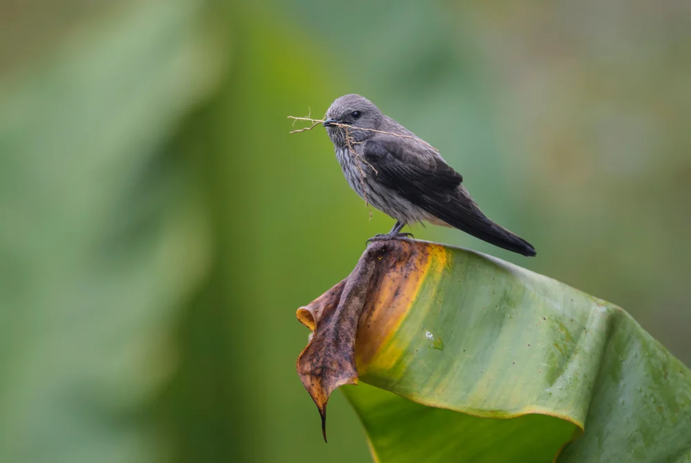 Brazza-Brillenvogel (Phedina brazzae)