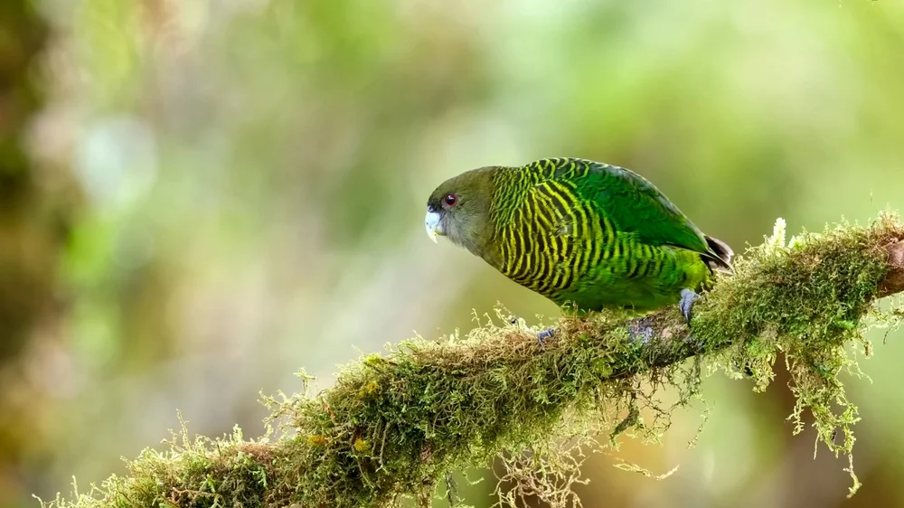 Brehms Loris (Psittacella brehmii)