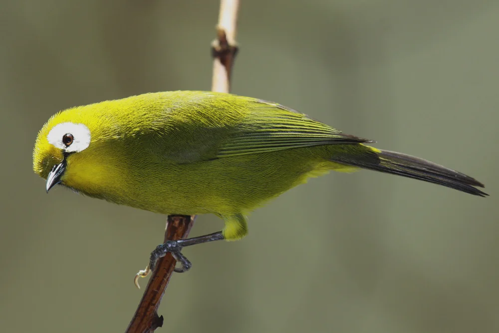 Breitohr-Brillenvogel (Zosterops everetti)