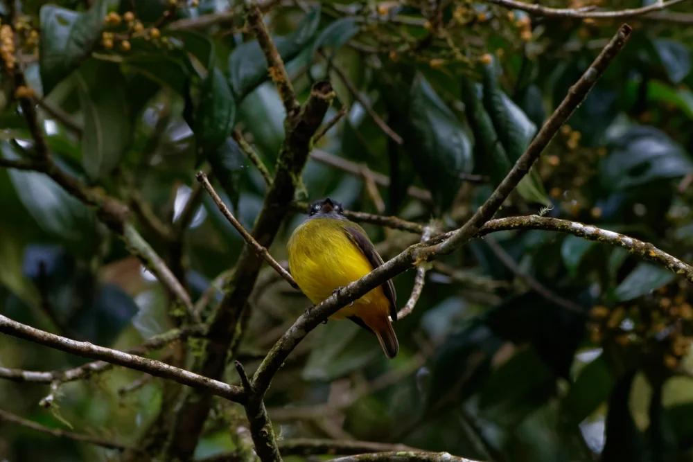 Breitschnabeltyrann (Platyrinchus platyrhynchos)