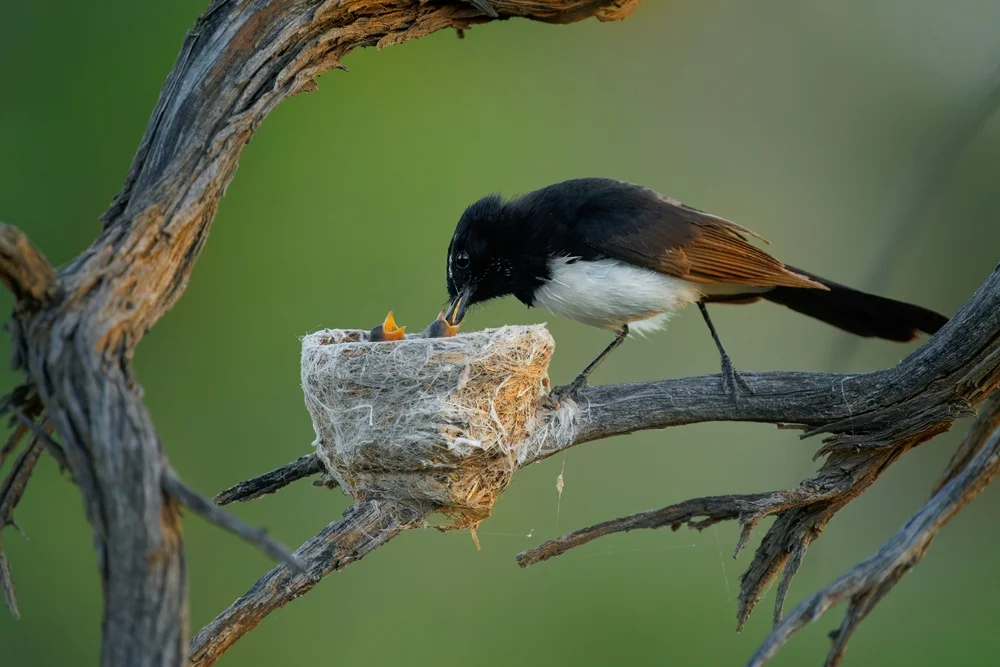 Breitschwanz-Fächerschwanz (Rhipidura euryura)
