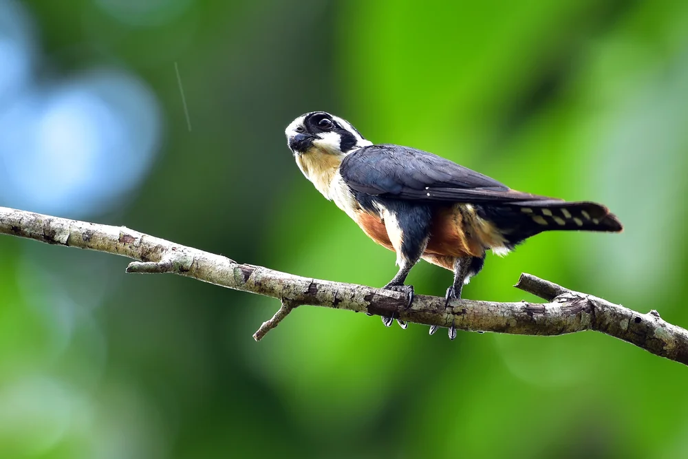 Breitstirn-Zwergfalke (Microhierax latifrons)