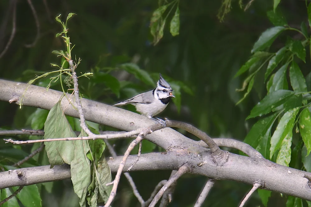 Bridled Titmouse (Baeolophus wollweberi)